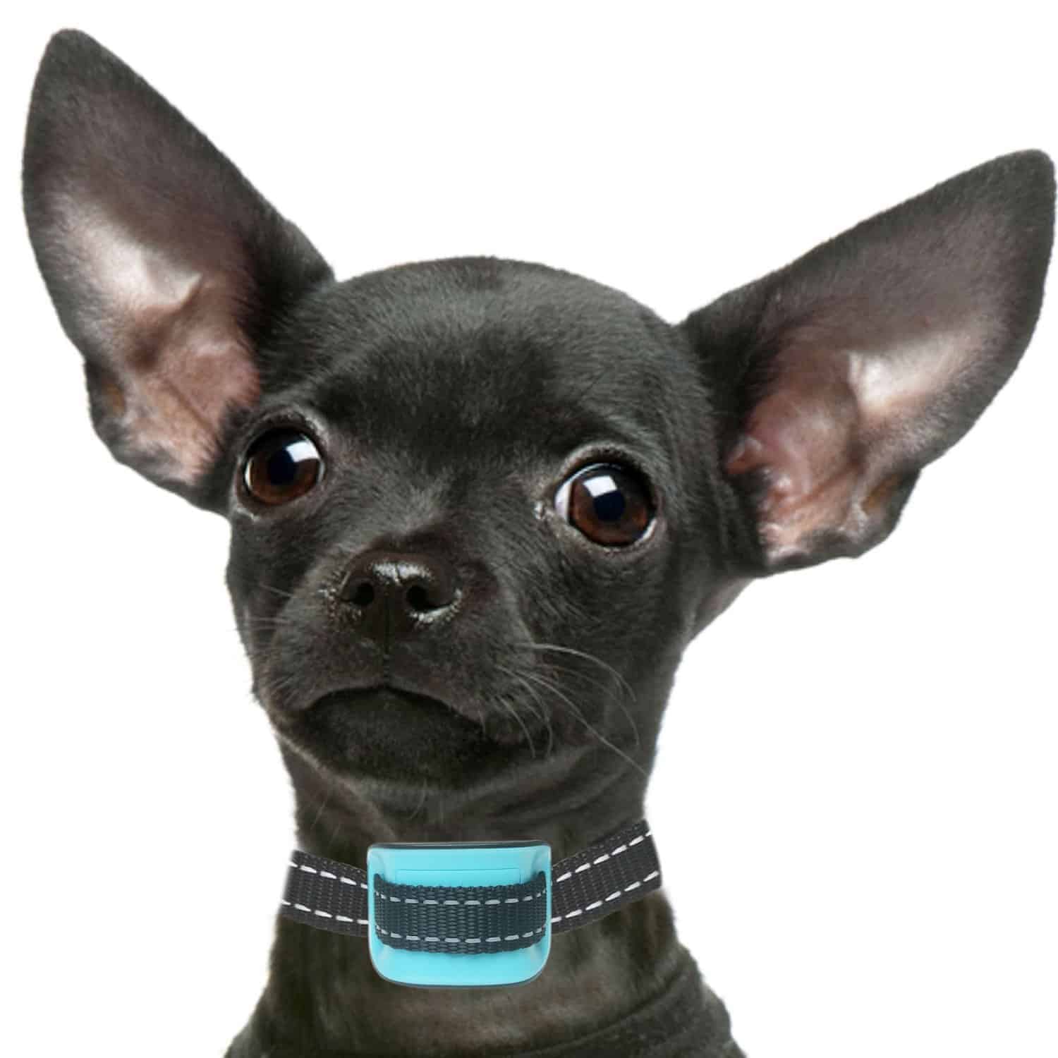 Best Dog Collar Under £100 – PetSol Best Dog Collar Under £100 – PetSol