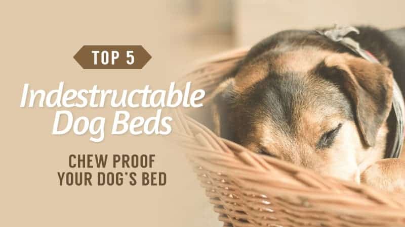 Chew-Proof-Your-Dogs-Bed-Top-5-Indestructable-Dog-Beds