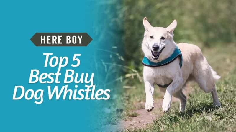 Here-Boy-Top-5-Best-Buy-Dog-Whistles