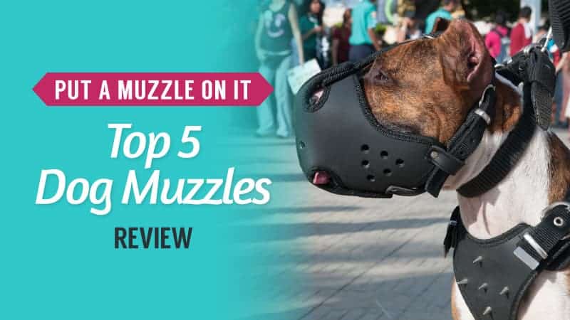 Put a Muzzle on It – Top 5 Dog Muzzles Review