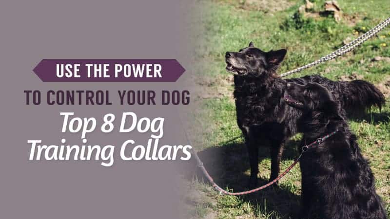 Use-The-Power-to-Control-Your-Dog-Top-8-Dog-Training-Collars