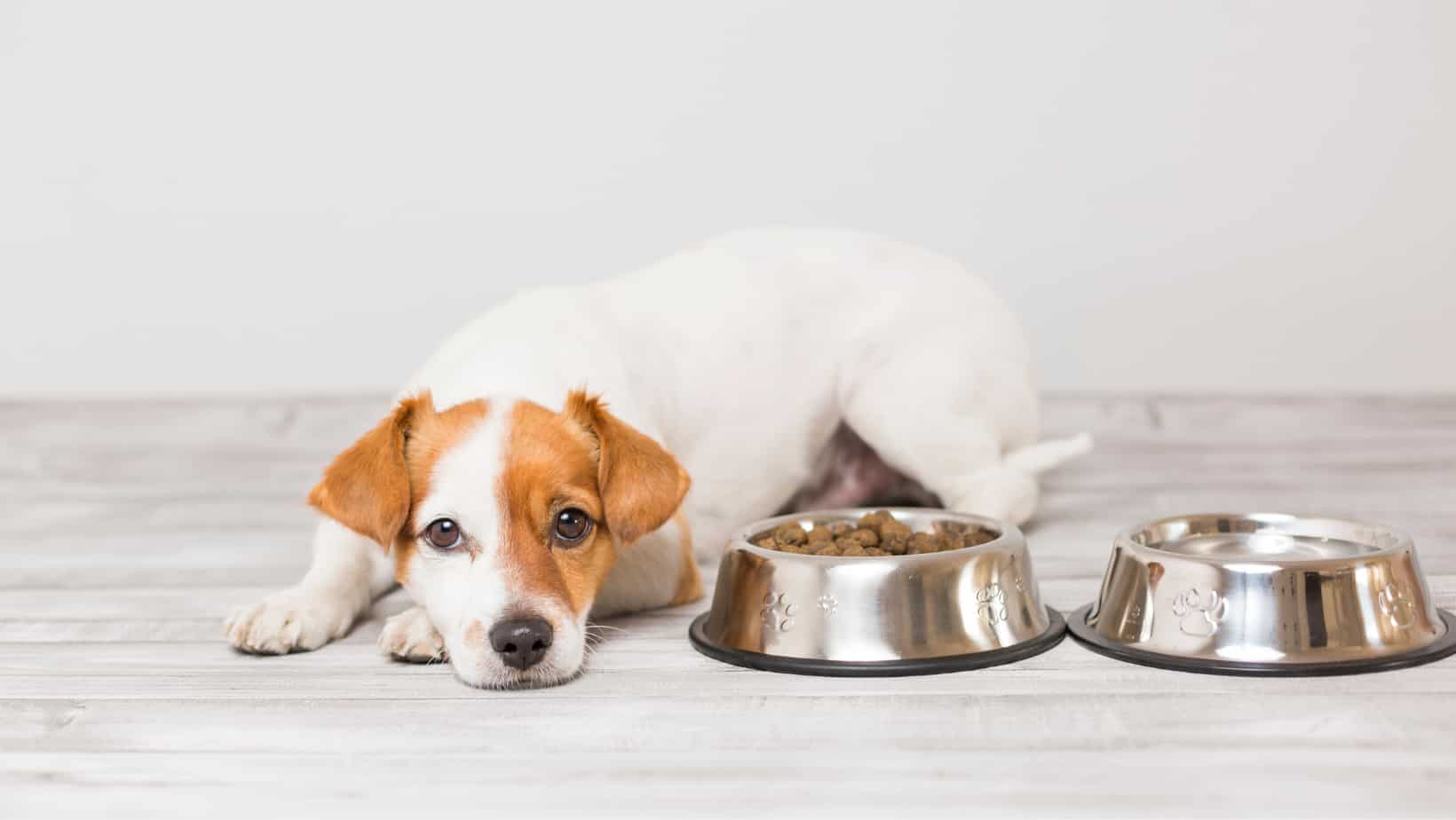 Best Time to Feed Your Dog: Expert Advice on Dog Feeding Schedules